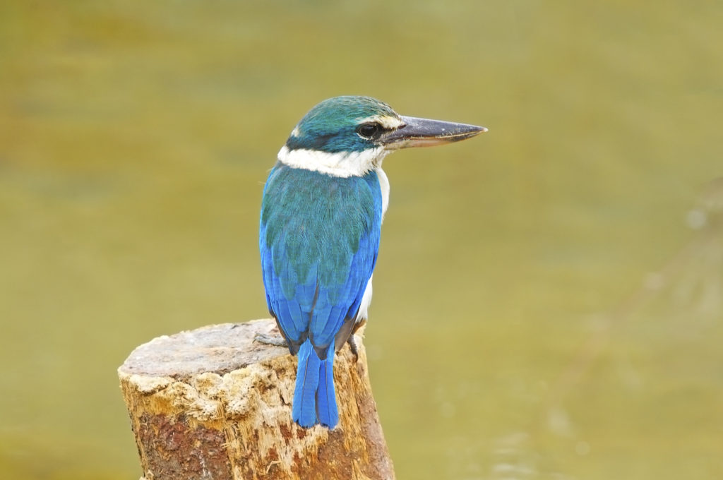 Birdlife in abundance in the Blue Mountains