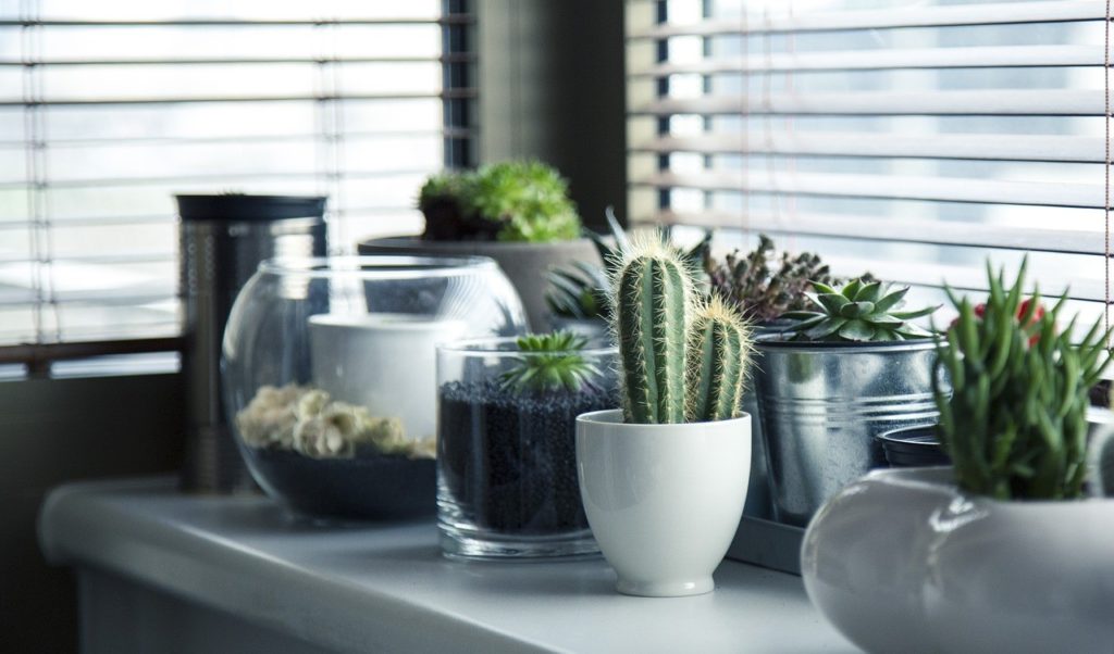 House plants are the perfect way to bring the outdoors in