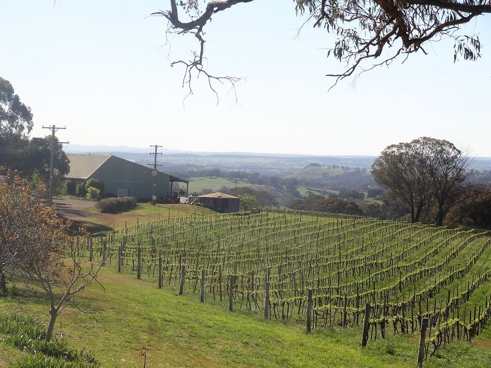 Vineyard located in the Megalong Valley, Blue Mountains
