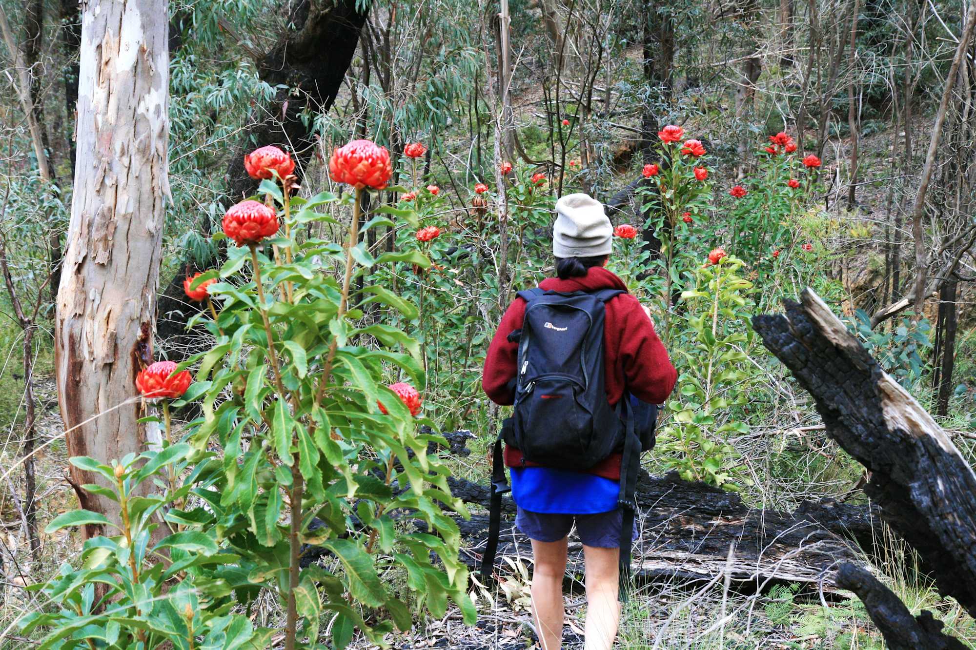 There are bushwalks to suit every person in the Blue Mountains