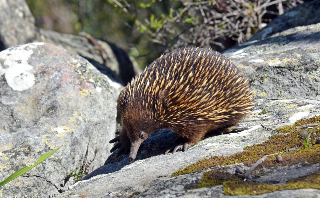 Echidna on show in the Blue Mountains