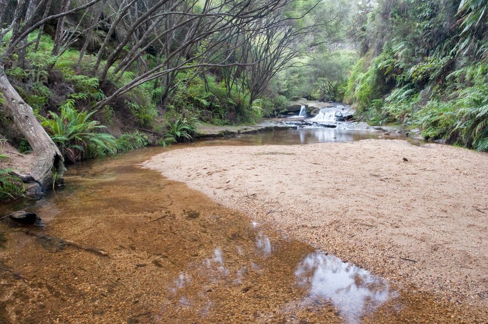 Charles Darwin walk with a view along the stream at Wentworth Falls 