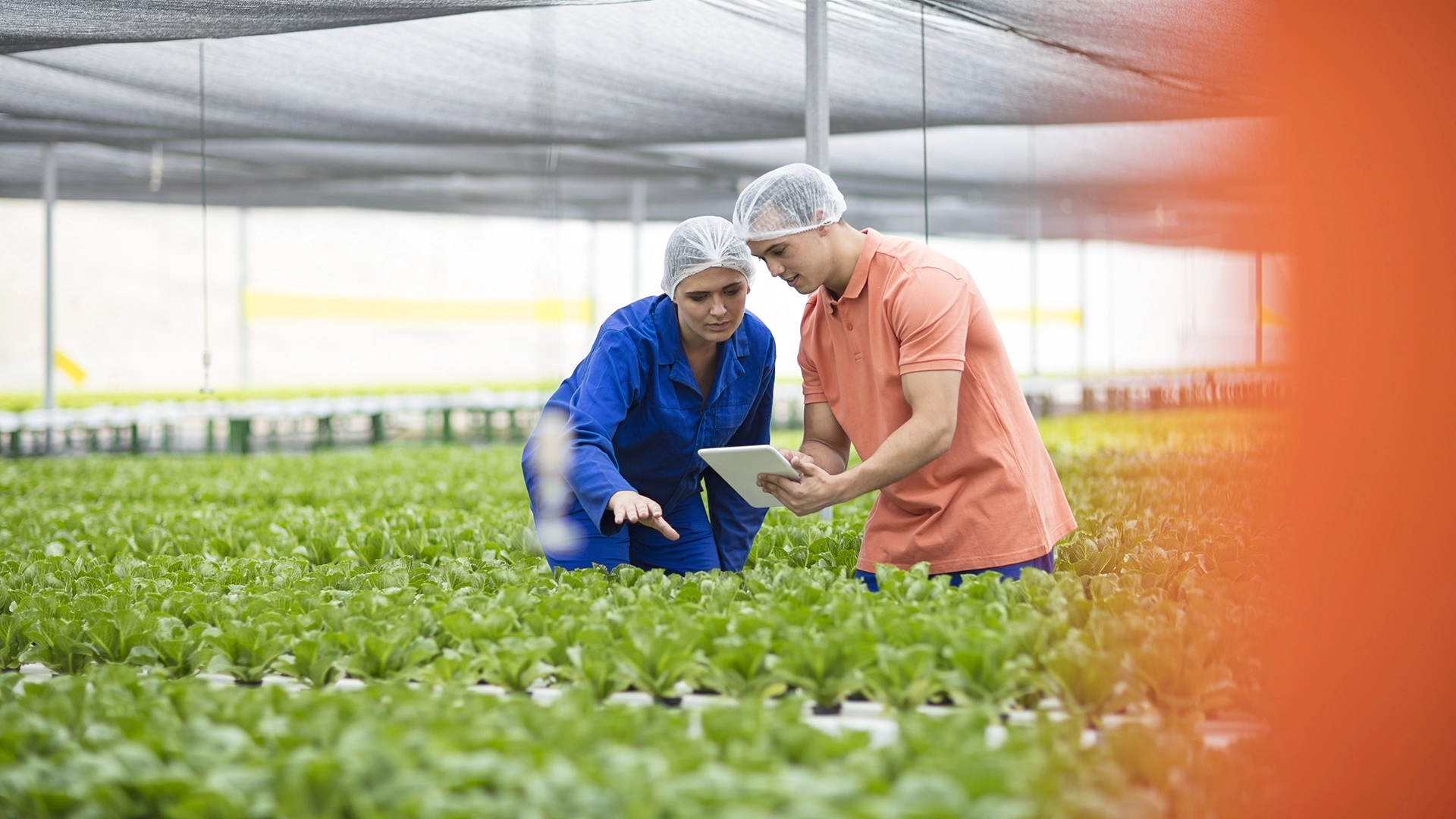 Indoor Ag Startup Gotham Greens Raises $87M for Expansion