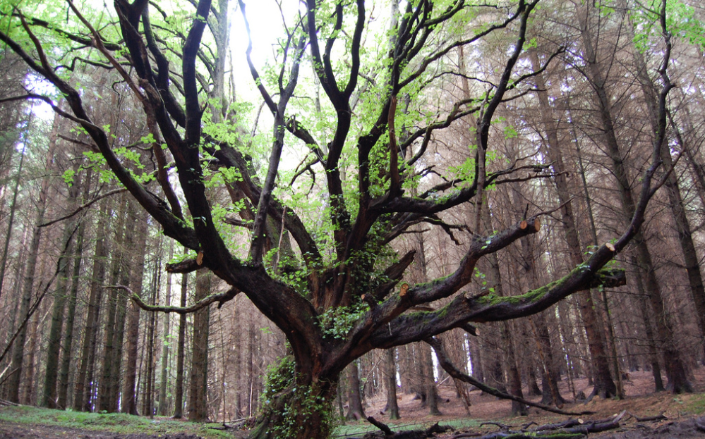 Building Resilience in an Ever-Changing World: Part 2 – How to Build Your Resilience Factor