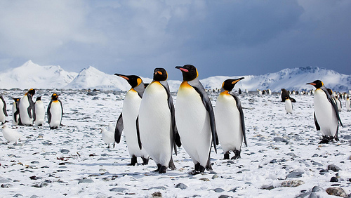 Penguin 2.0: Why You Must Be Managing Your SEO Now!
