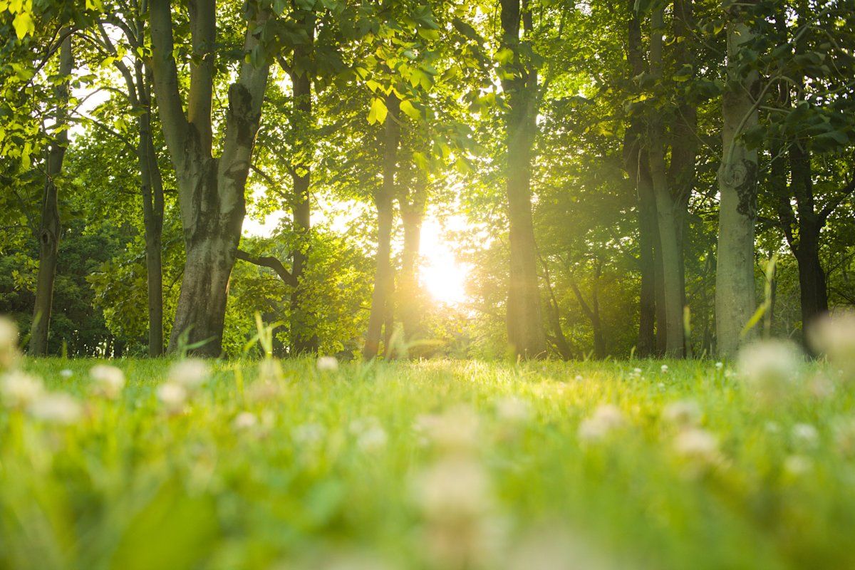 Sustainability: Establishing a Carbon Emissions Baseline