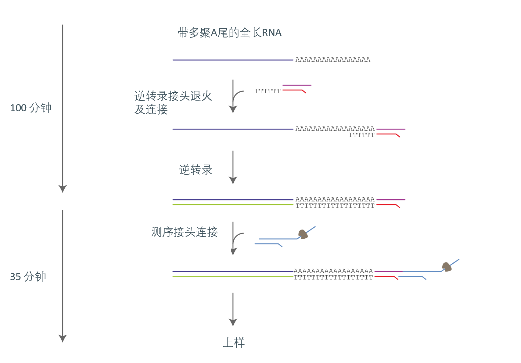 中文 RNA004 workflow