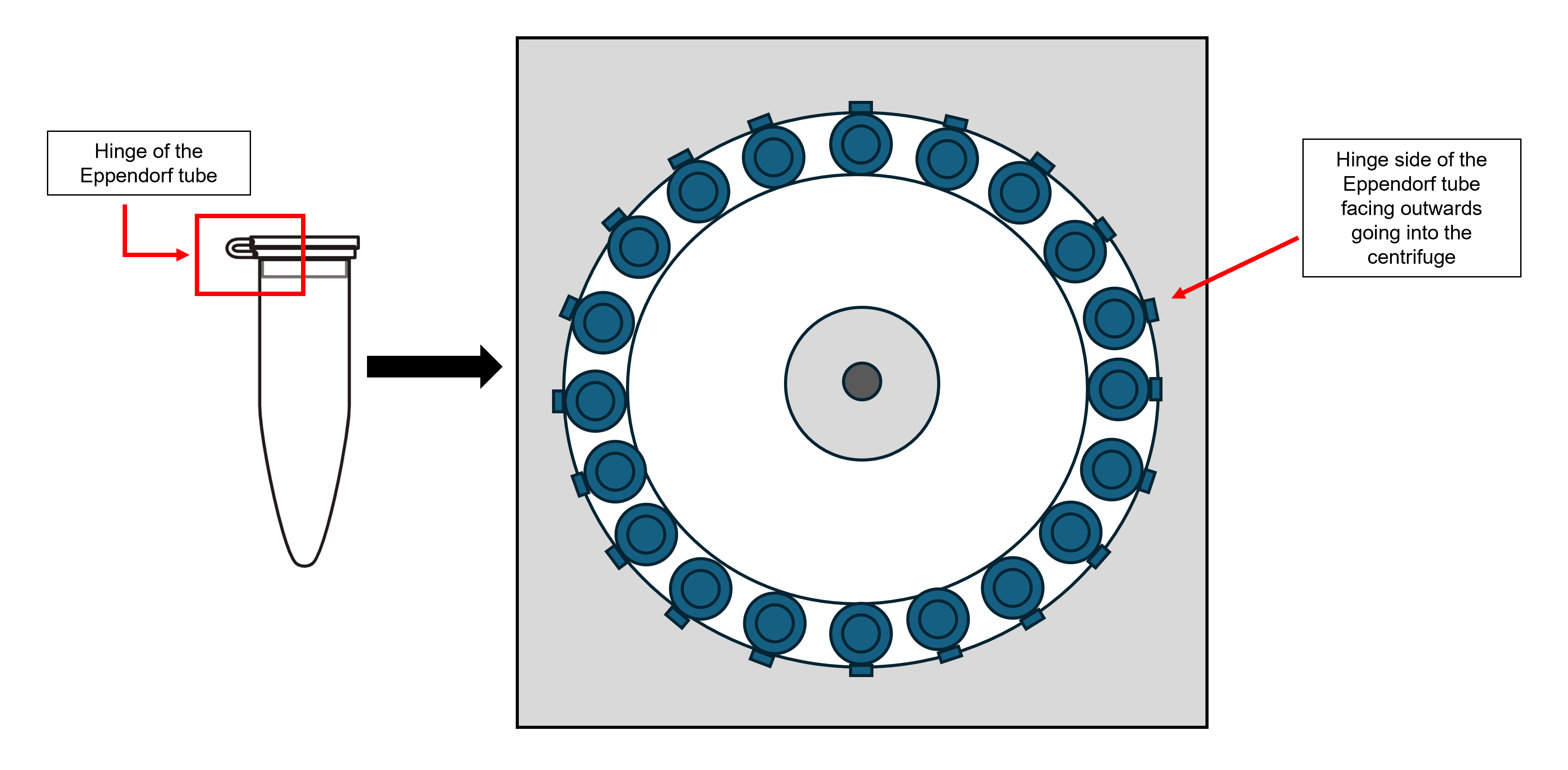 Eppendorf tube hinge into centrifuge image