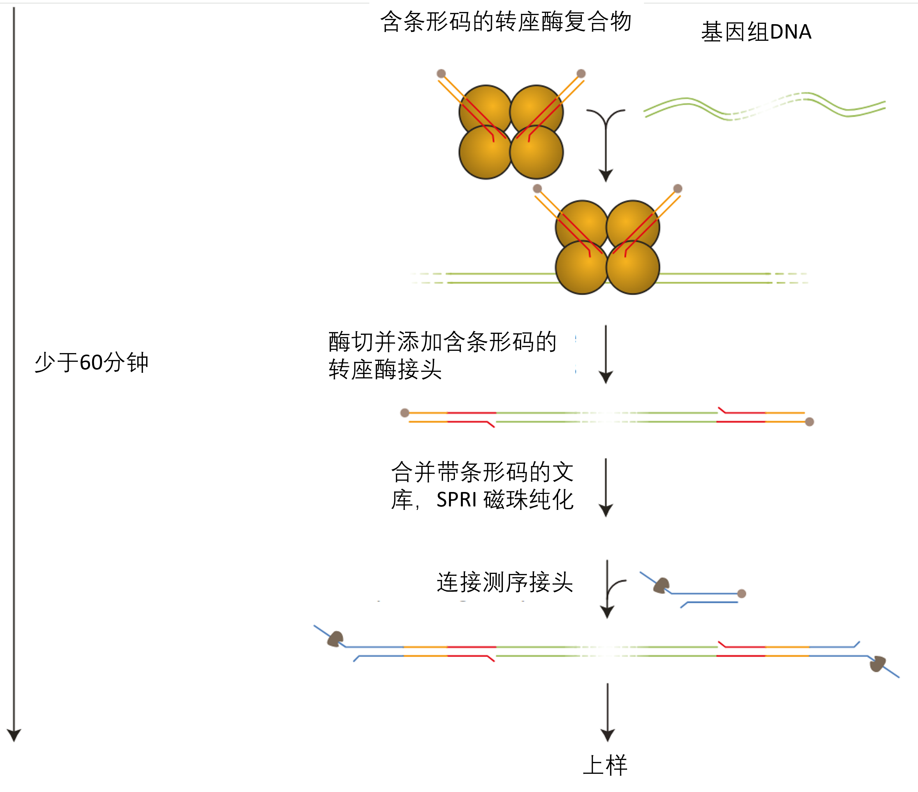 中文 RBK114 gDNA Workflow