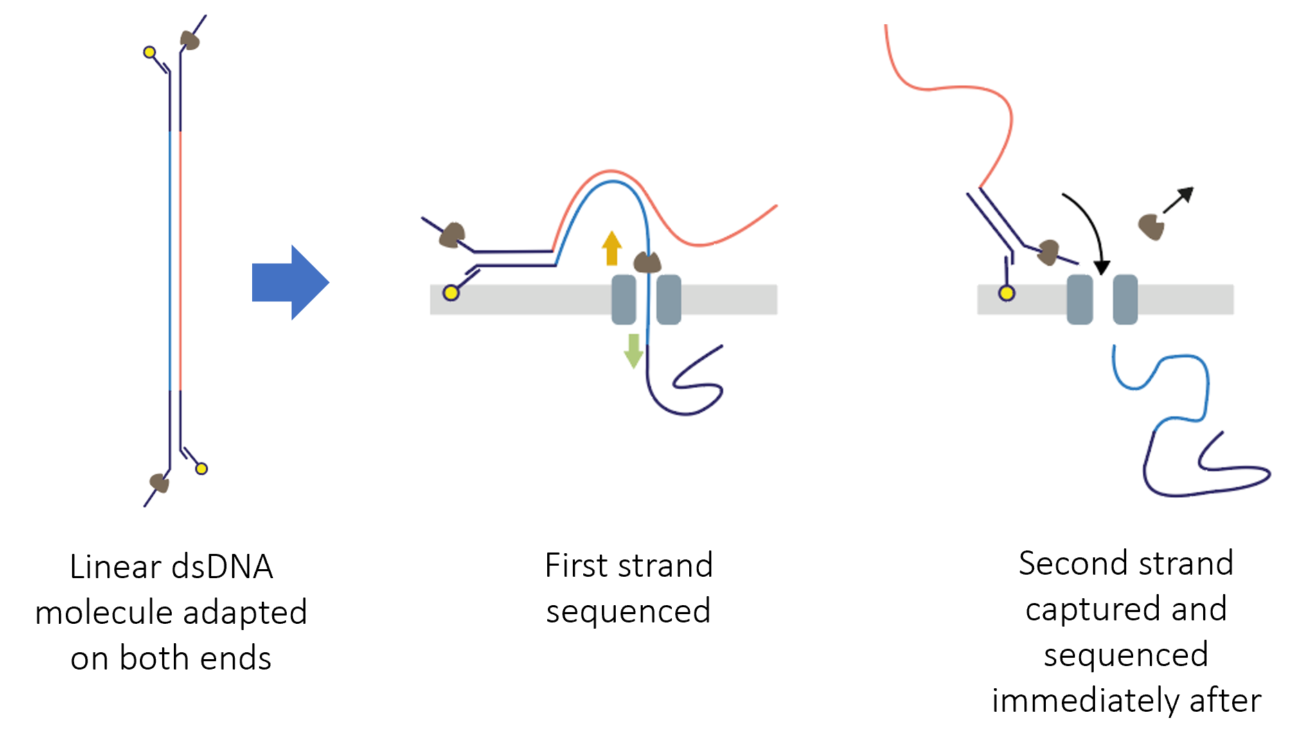 Duplex protocol image