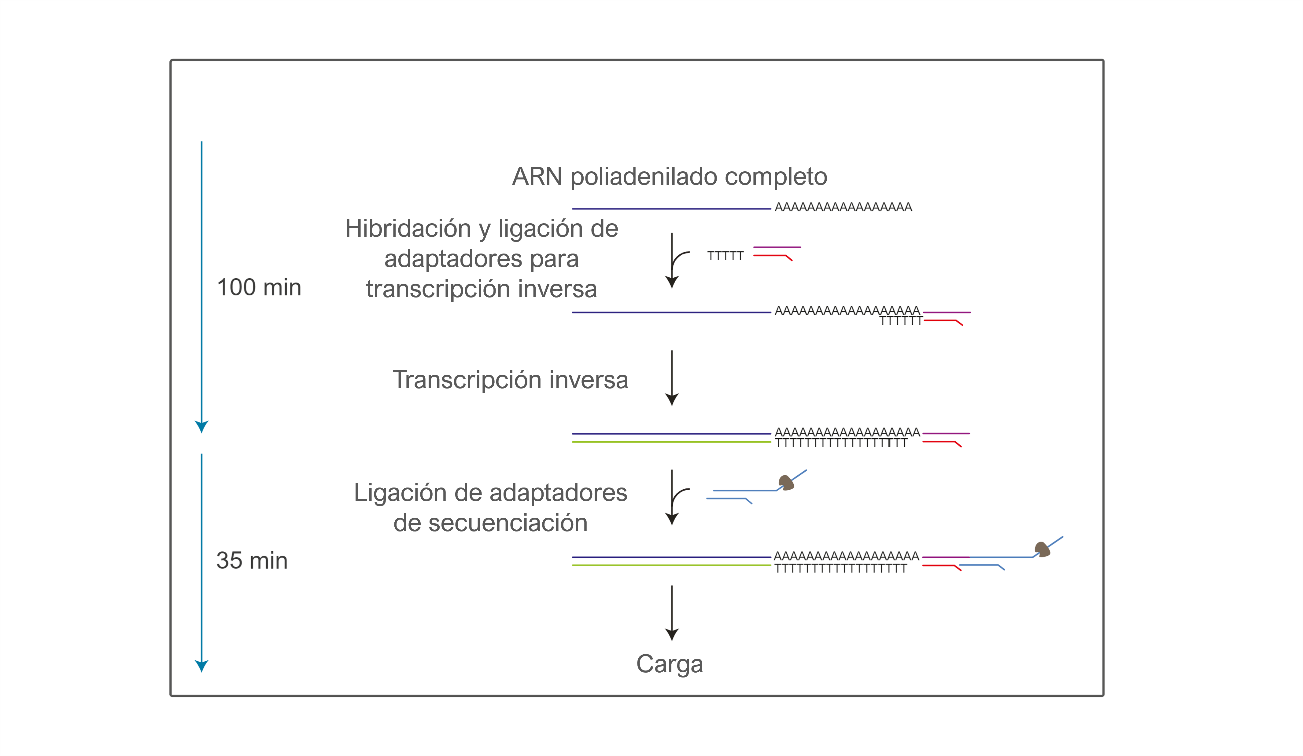 Flujo de trabajo ARN directa