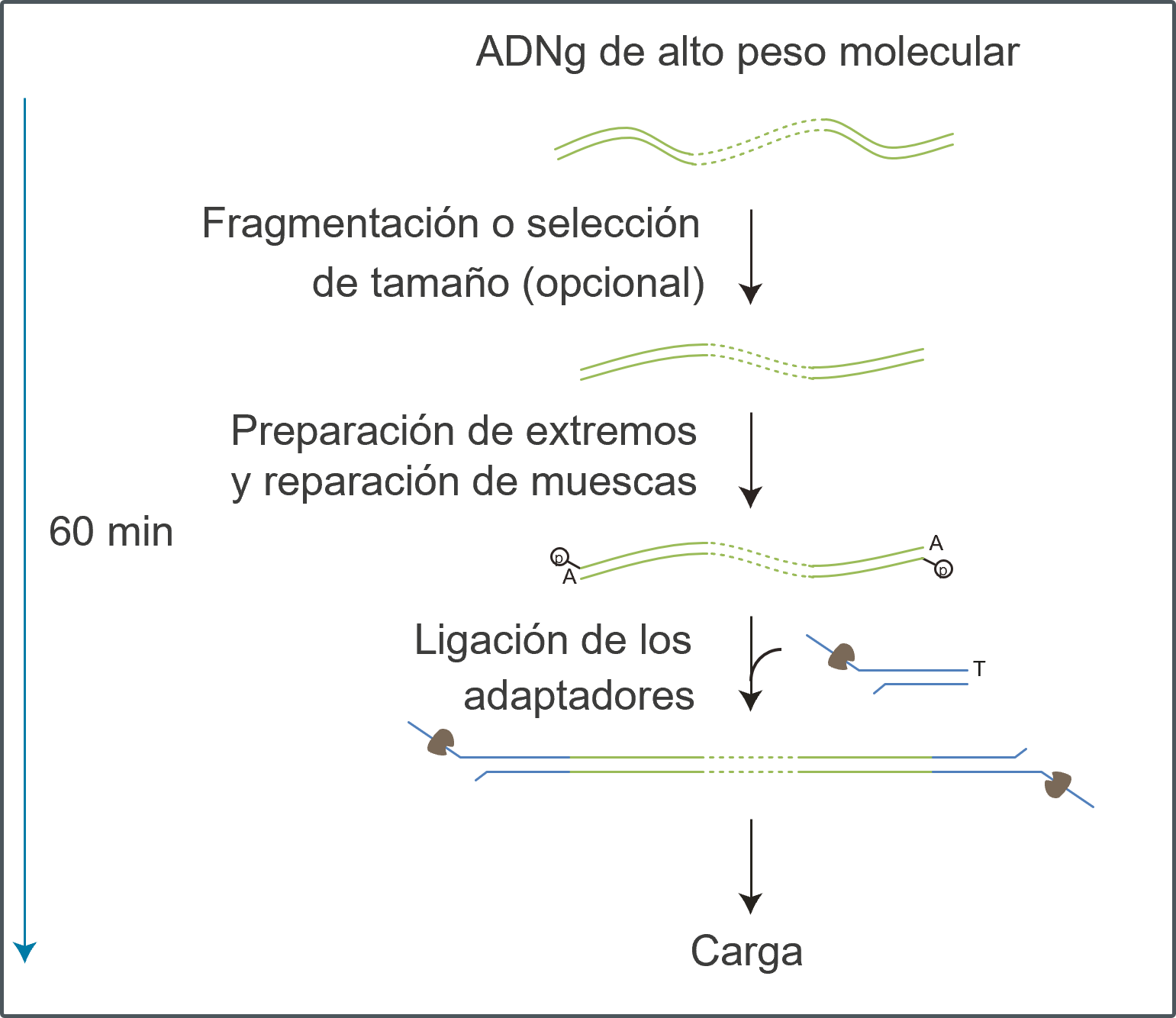 Spanish LSK114 Workflow