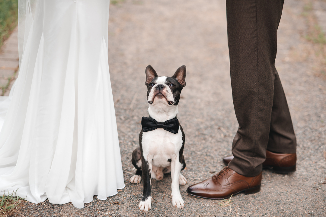How to Incorporate Your Dog in Wedding Ceremony | Zola