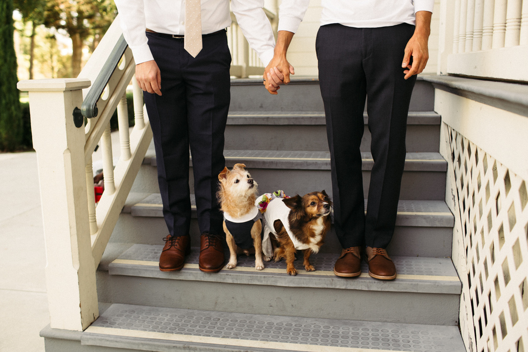 couple includes pet on wedding day