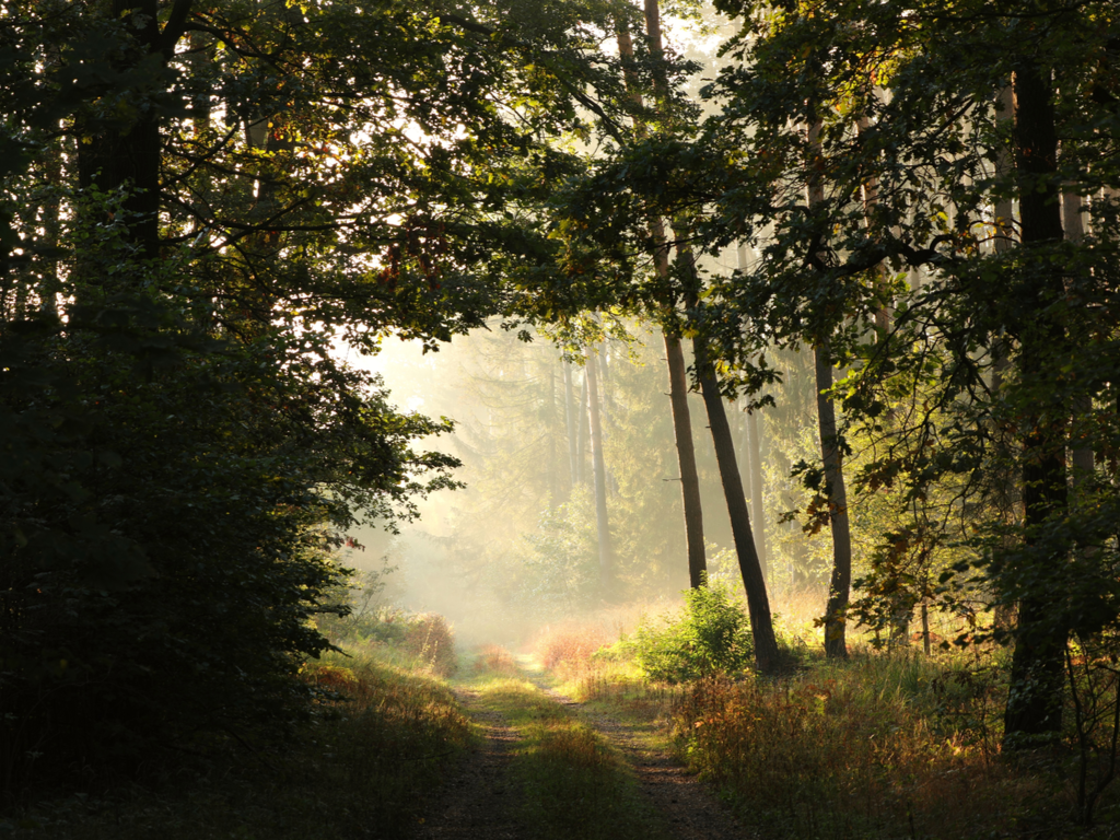 Using nature to relieving some of our loneliness in 2022 - Vimarsana News