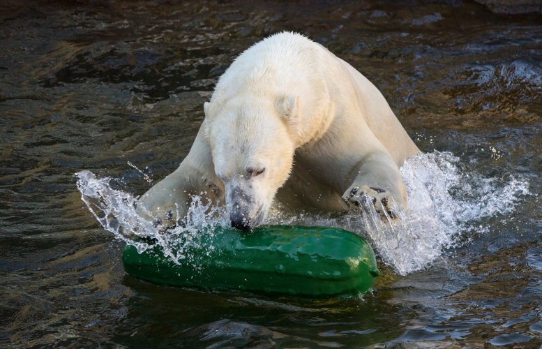 Kansas City Zoo: Polar Bear Cam
