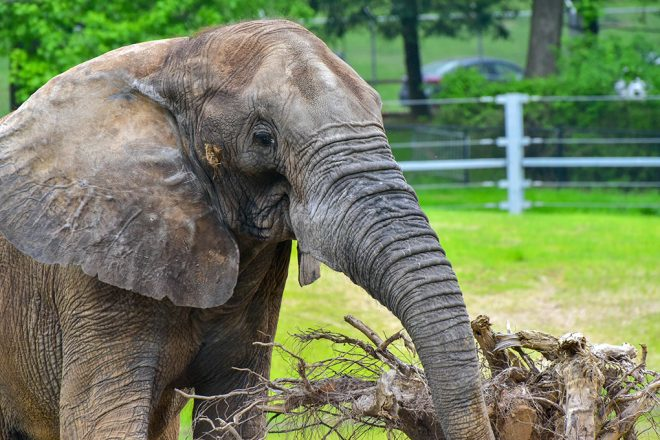Maryland Zoo: Elephant Cam