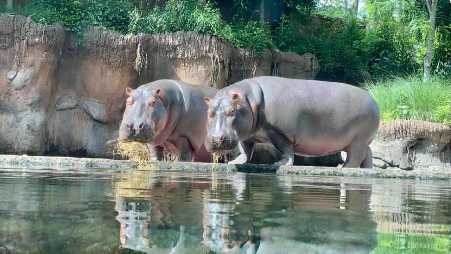 Memphis Zoo: Hippo Cam