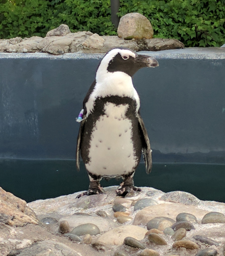 Mystic Aquarium: Penguin Cam