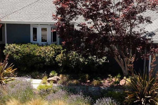 Single-story home in San Rafael featuring James Hardie Evening Blue lap siding and Arctic White trim, surrounded by