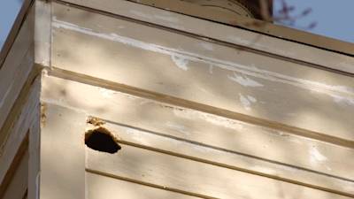 Is Your Home Falling Victim to Woodpecker Damage?