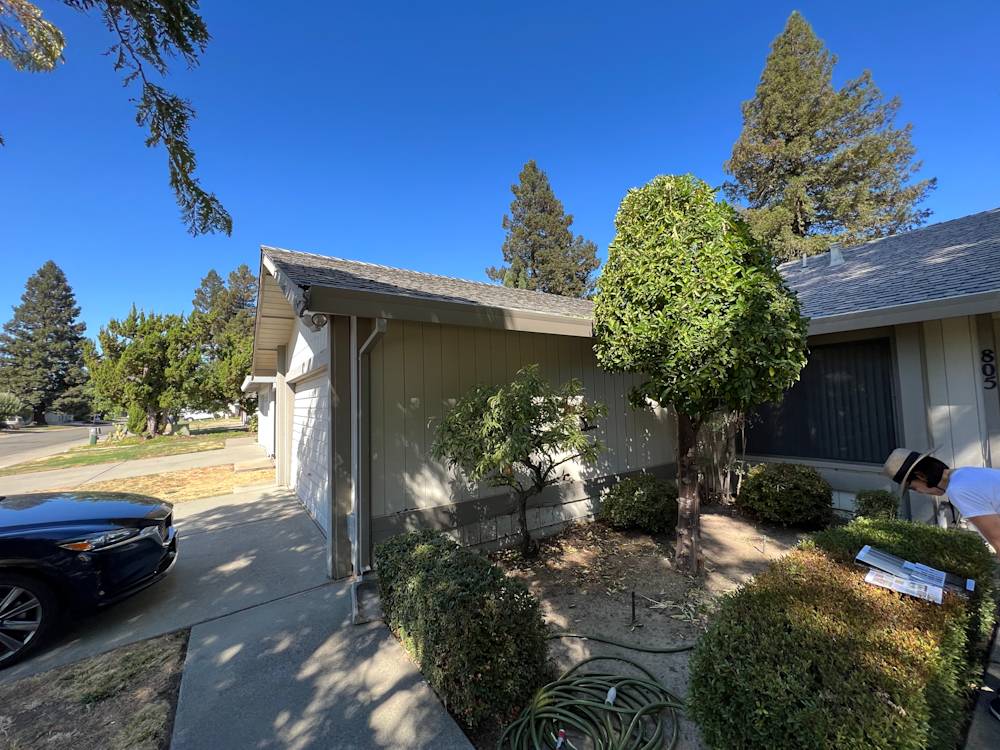 Overgrown shrubs and unpaved walkway outside a Sacramento home, sunny clear sky above