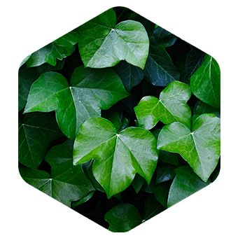 Feuille de lierre