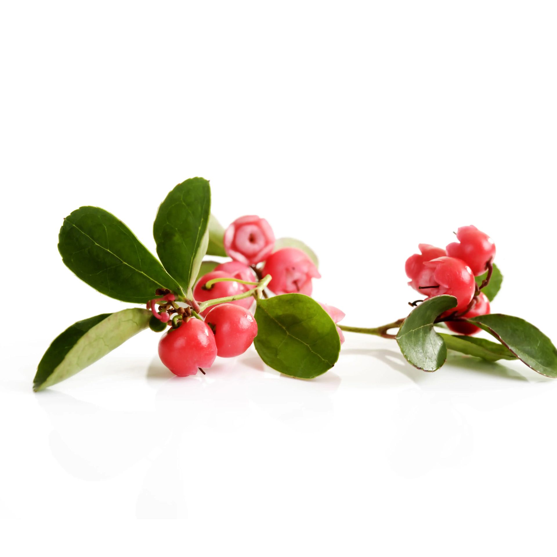 Wintergreen