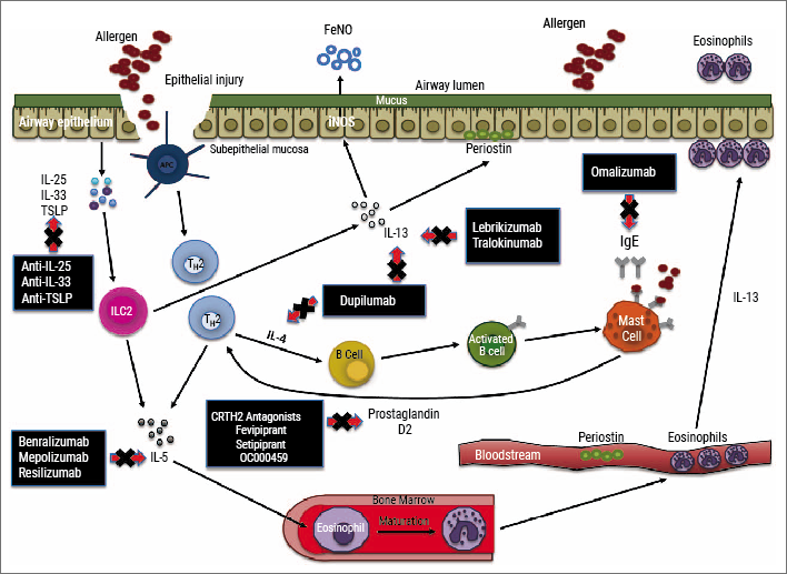 ERS 2018 - asthma: Figure 2 Inflammatory pathways