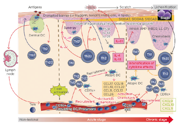 Conference Highlights - WCD 2019: insights-into-pathogenesis-of-ad ...