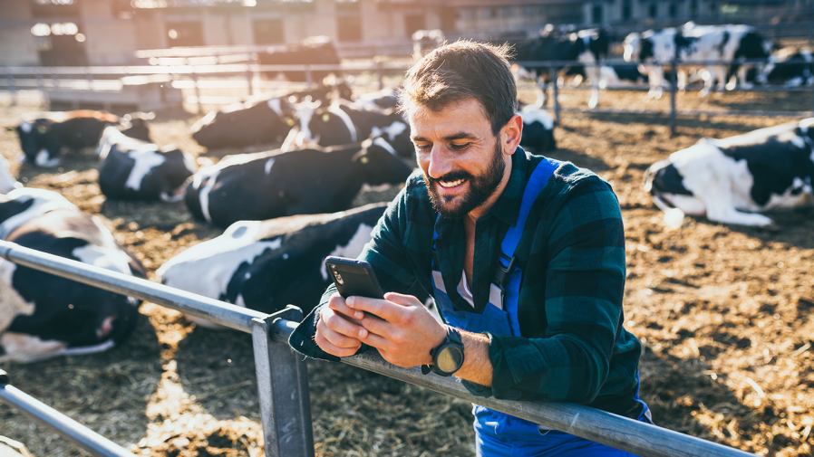 cattle-farmer-smiling-on-his-phone-cows