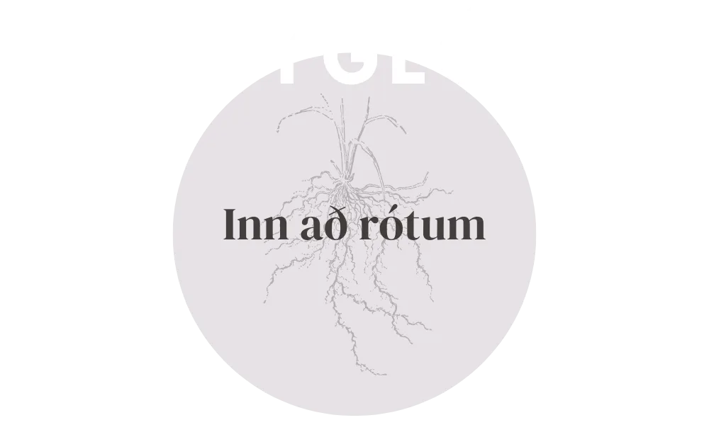 Inn að rótum