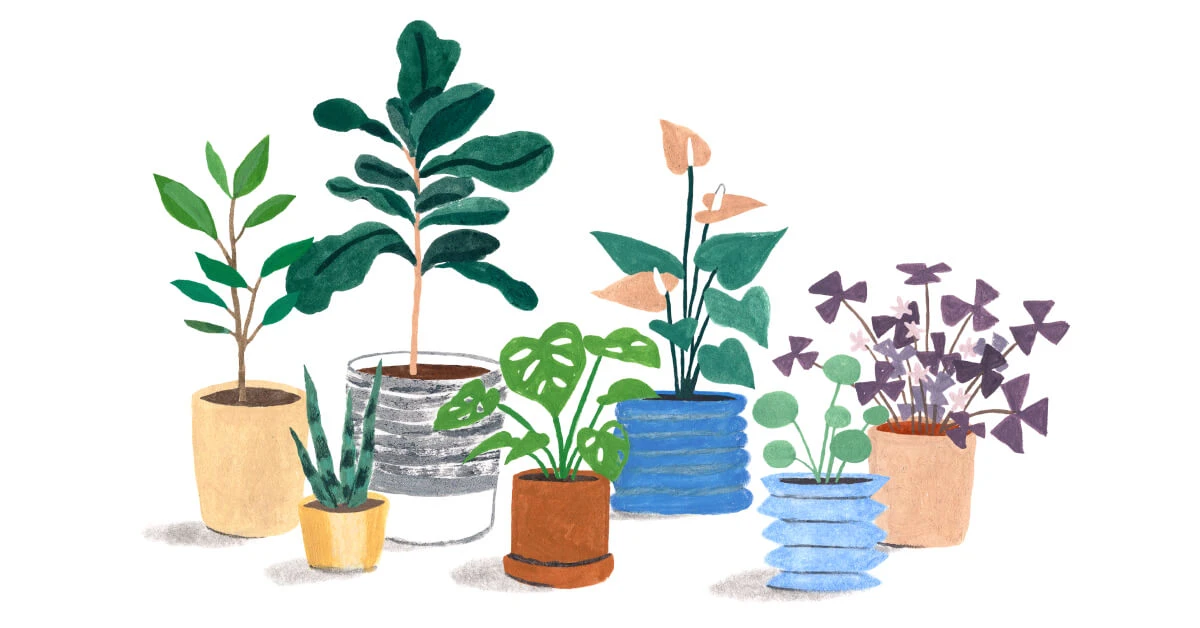 plants in pots