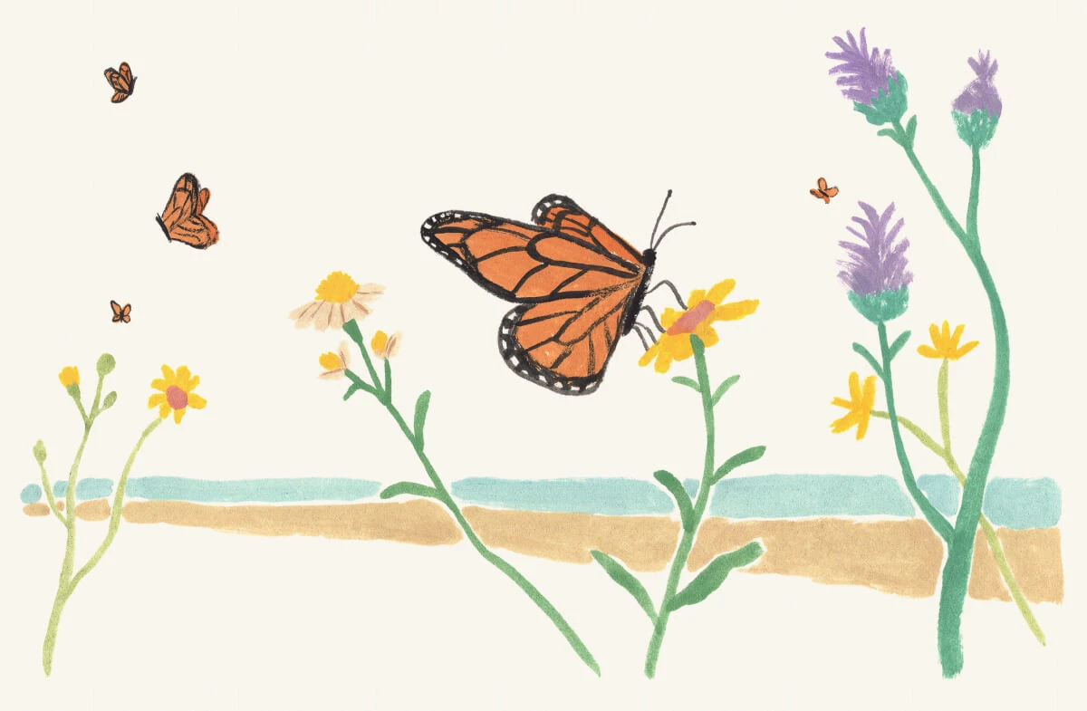 monarch butterflies on beach