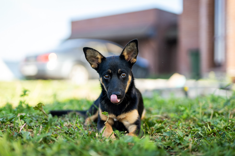 Paws for thought: court rejects dog-bite claim