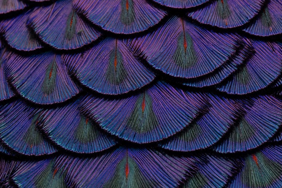 Lander-Rogers Purple Peacock