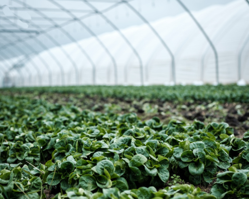A greenhouse with lettuce or leafy green pictured growing in foreground.