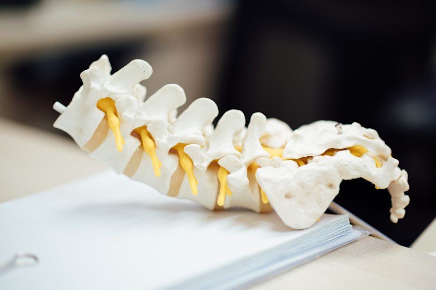 Model of a section of a spine, representing chiropractic practice. 