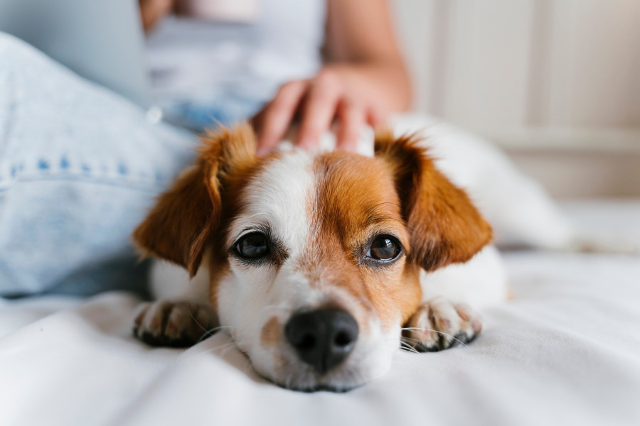 A brown and white puppy or small dog is lying down with his face up close to the camera. A woman's hand and part of her body can be seen next to him.