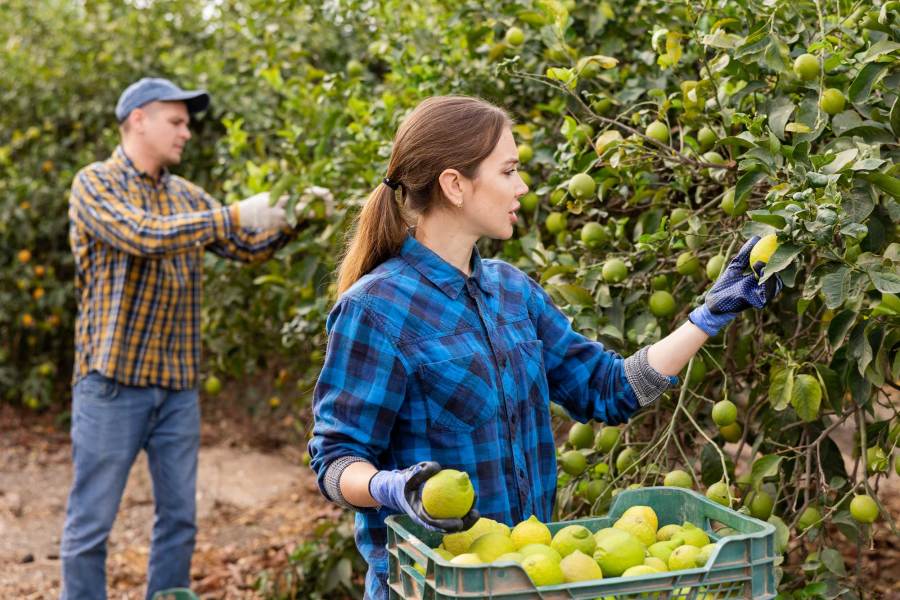 Man and woman picking fruit