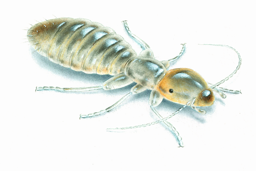 Book Lice How to Get Rid of Them : The Complete Guide · Clean & Green Pest  Control Northern Beaches