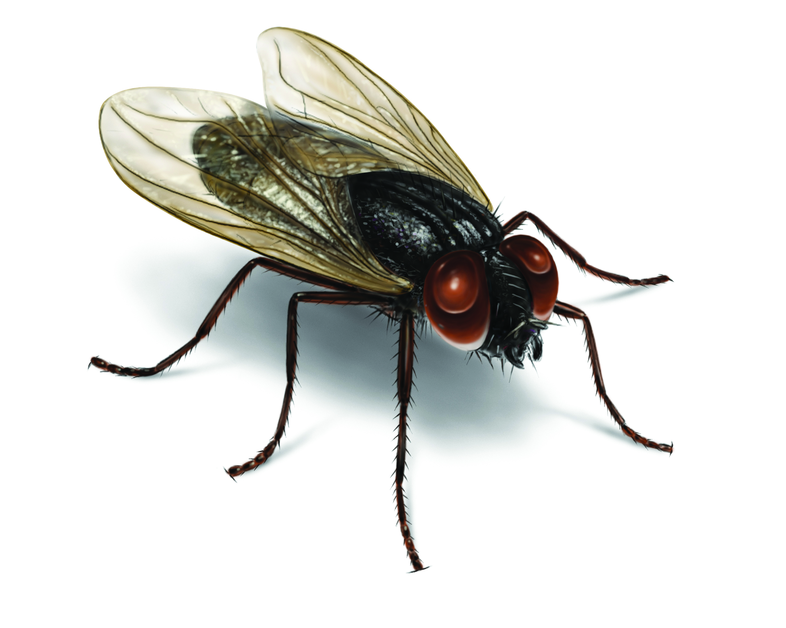 Different Types of House Fly Species Infestations