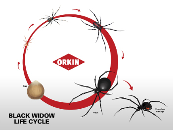black widow spider life cycle
