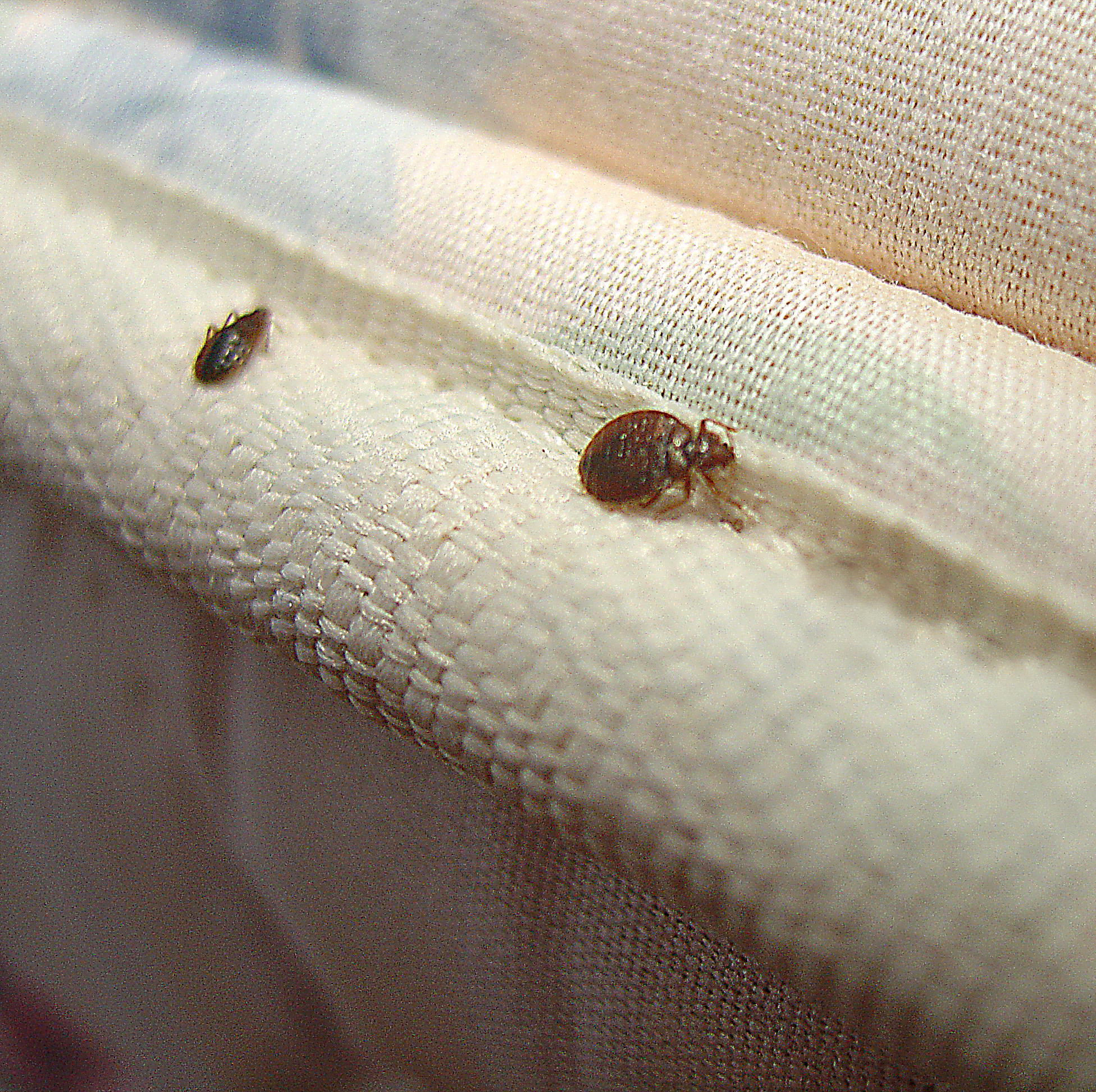 bed bugs crawling on