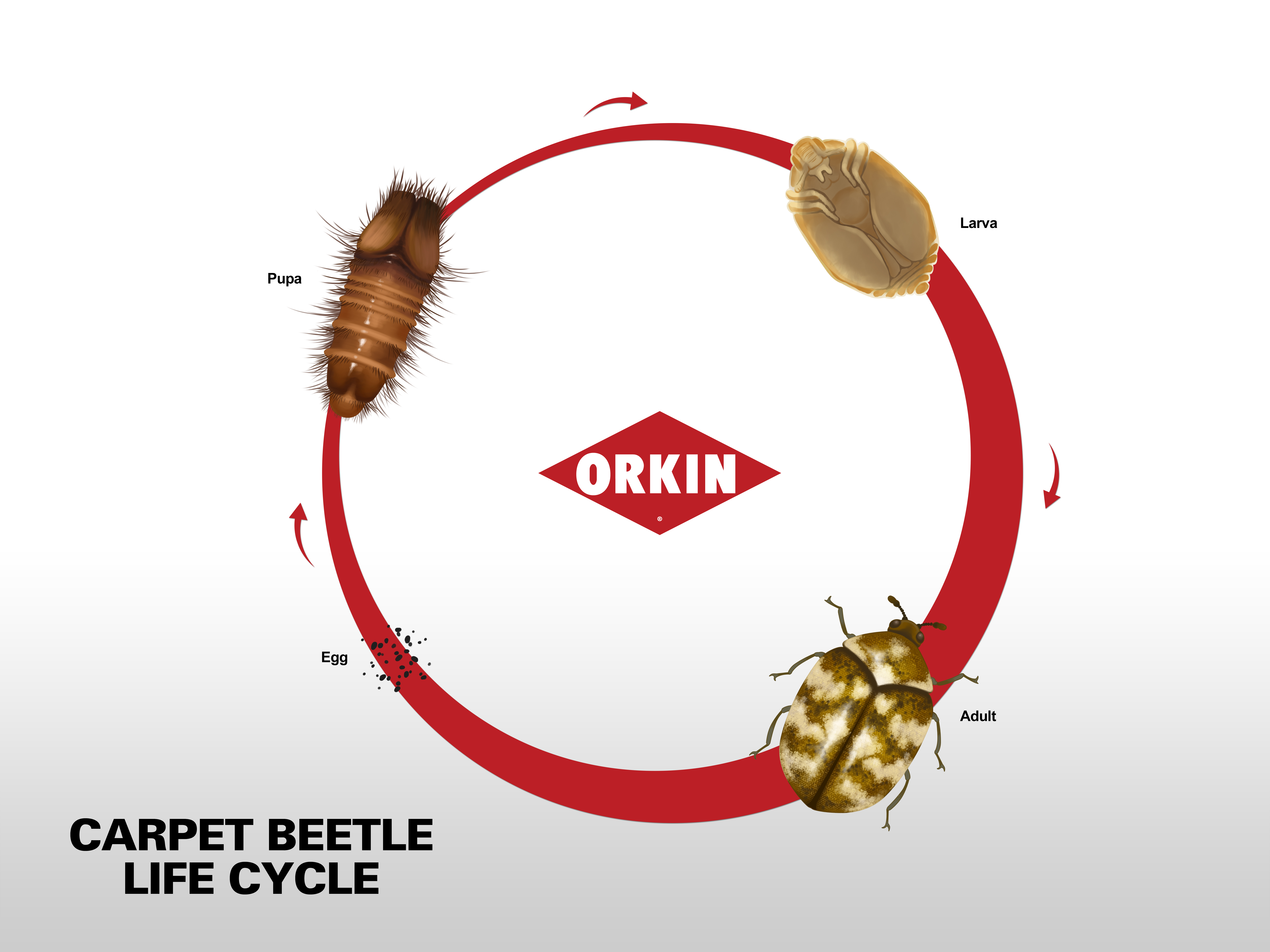 Life Cycle Of Carpet Beetle Phases Reproduction Beetles Orkin
