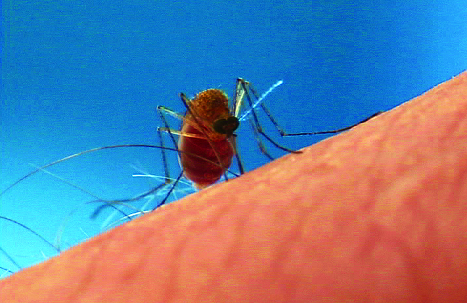 lifespan of male mosquito