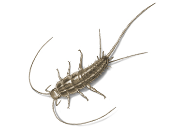 How do Silverfish Get Inside the House?