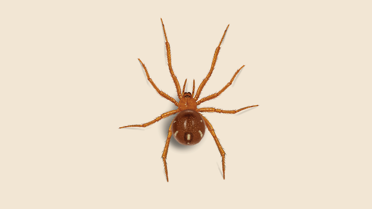 What Is A Red Spider? | Spider Identification | Orkin