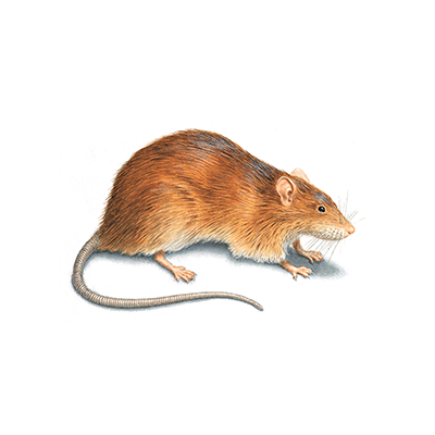 Natural And Cruelty-Free Pest Control: Rats And Mice