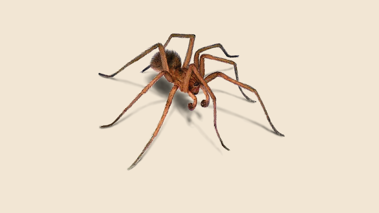 House Spider Extermination, Spider Identification